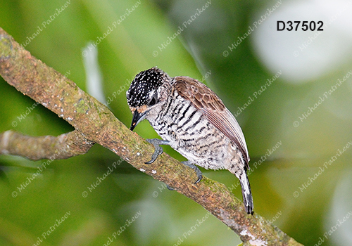 White-barred Piculet (Picumnus cirratus)